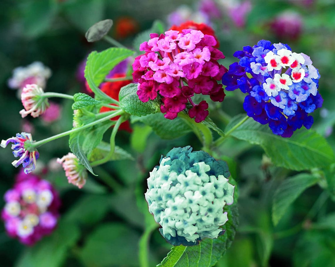 Lantana Seeds Mixed Colors Exotic Flower Seeds to Plant Etsy