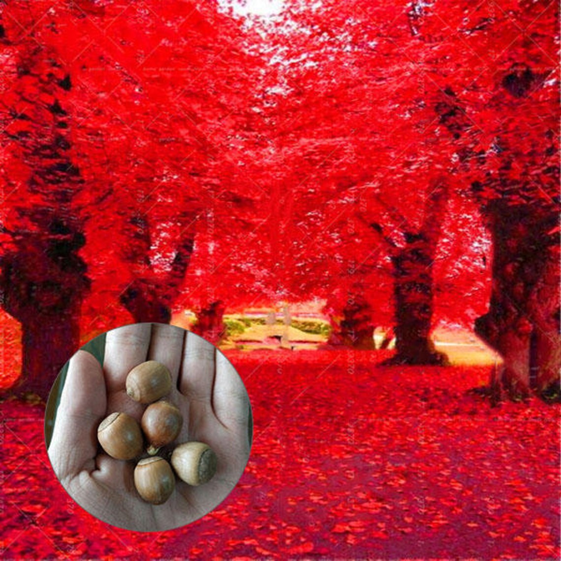 Red Oak Tree Seeds for Planting 5 Seeds Highly Prized for Etsy