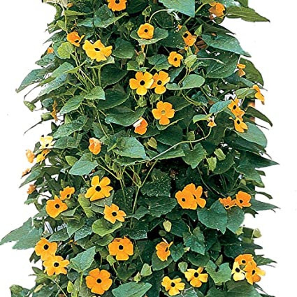 100 Black Eyed Susan Vine Seeds for Planting Exotic Garden Etsy