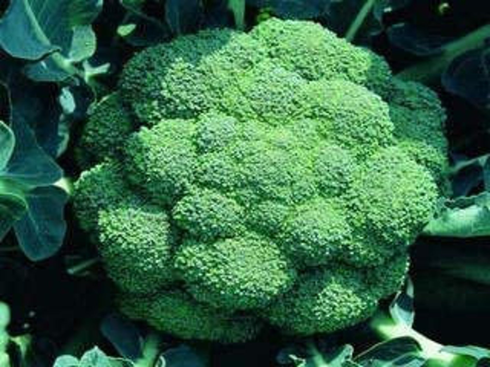 Waltham Broccoli Vegetable Garden Seeds for Planting Grow Etsy