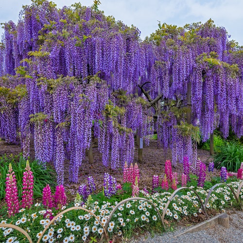 Wisteria Vine Seeds Highly Prized Flowering Plant for Etsy