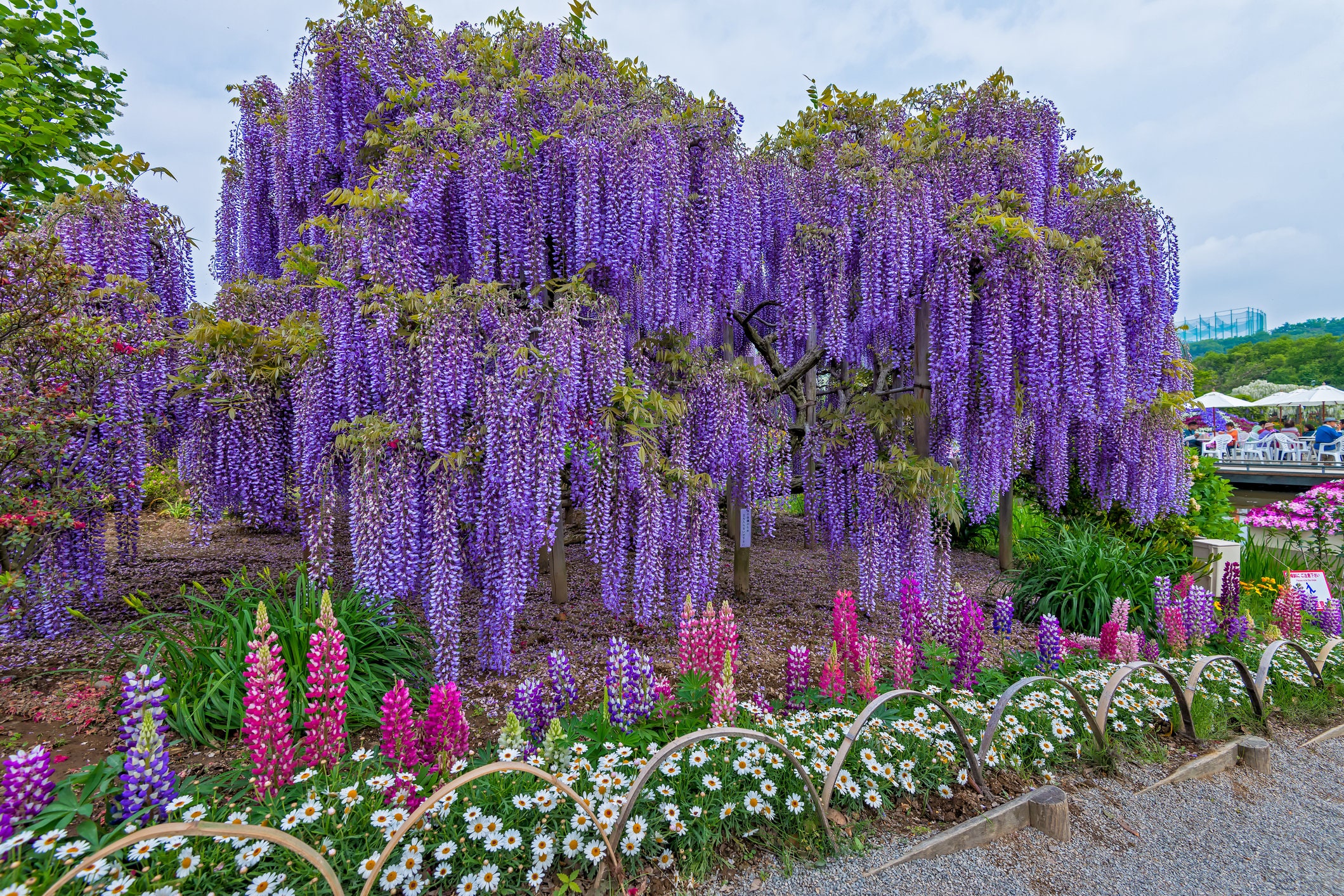 Wisteria Vine Seeds Highly Prized Flowering Plant for Etsy