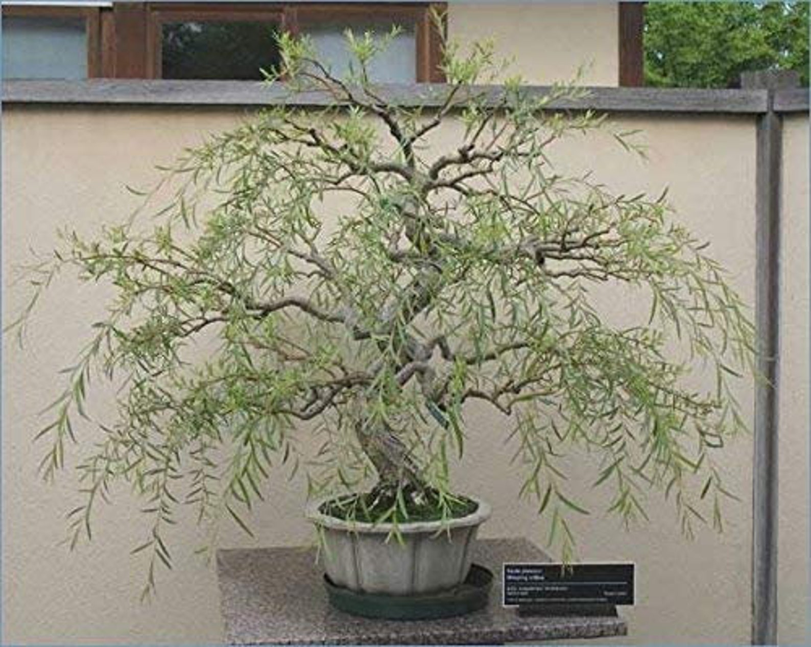 Ultimate Willow Bonsai Bundle 9 Types O Exotic Willow Etsy