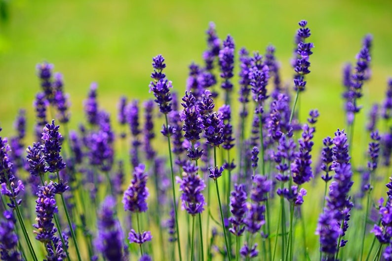 Lavender Seeds for Planting Over 150 Seeds to Plant English Etsy