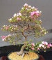 Japanese Cherry Blossom Bonsai Tree Seeds - Flowering Sakura Bonsai Seeds 