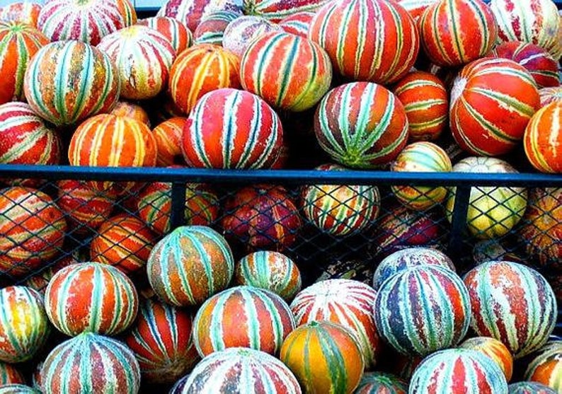 10 Kajari Melon Seeds Colorful Edible Melon Rare and Etsy