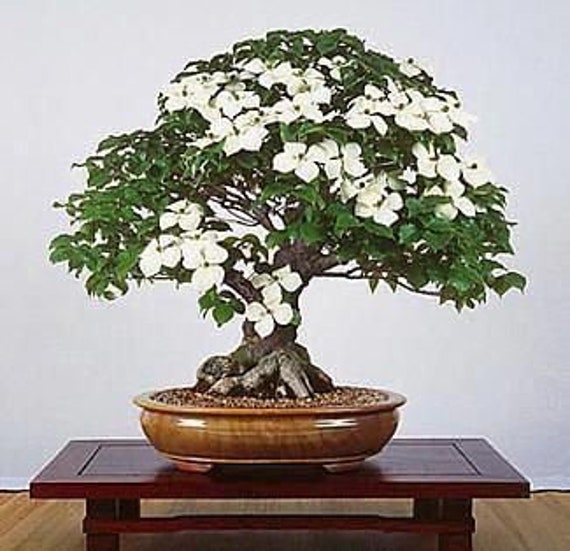 Bonsai Tree Seeds Flowering Dogwood 20 Seeds Beautiful Etsy