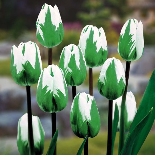 5 spring Green Tulip Bulbs Rare Green Tulips Etsy