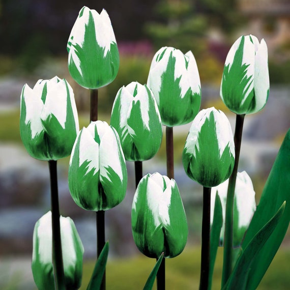 5 bulbos de tulipanes Spring Green Raros - Etsy España