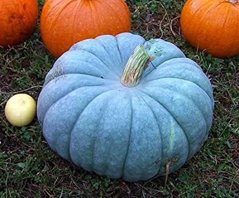 Exotic Blue Pumpkin Seeds 20 Pack Blue Jarrahdale Pumpkin Etsy
