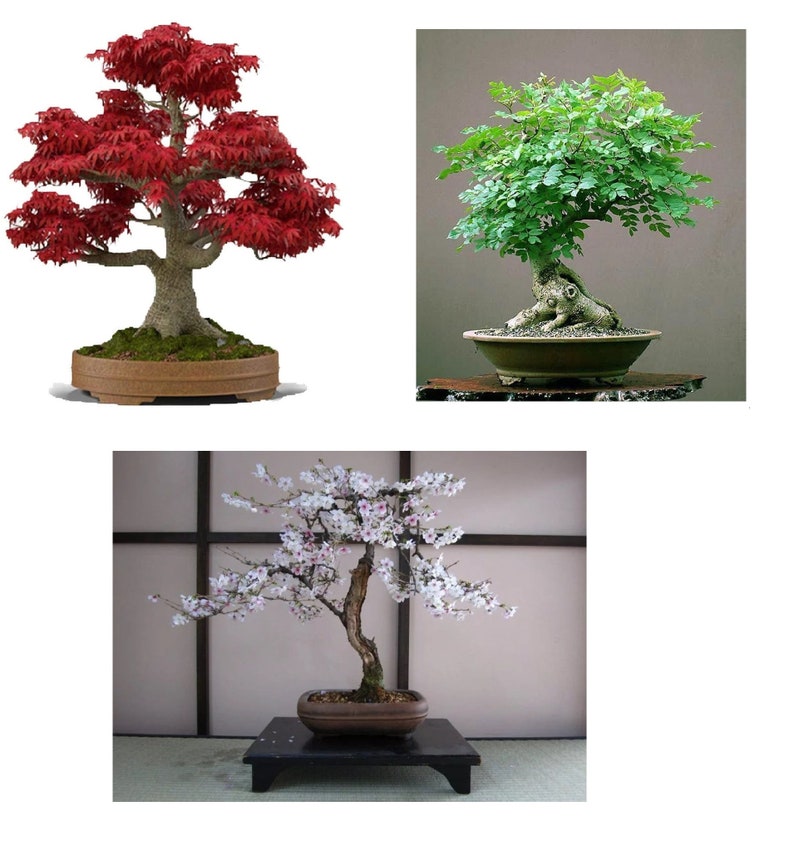 Bonsai Seed Bundle 3 Japanese Red Maple Black Cherry Tree Etsy