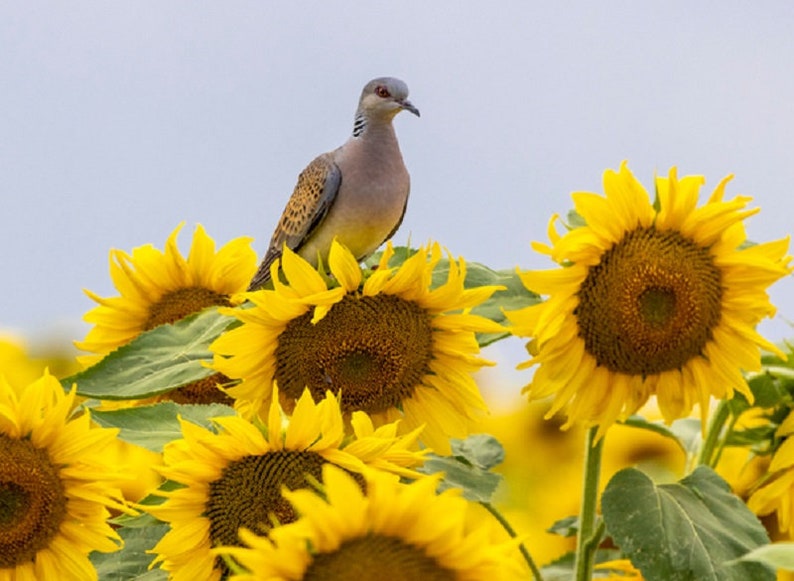 How To Plant Peredovik Sunflower Seeds at Larry Allen blog
