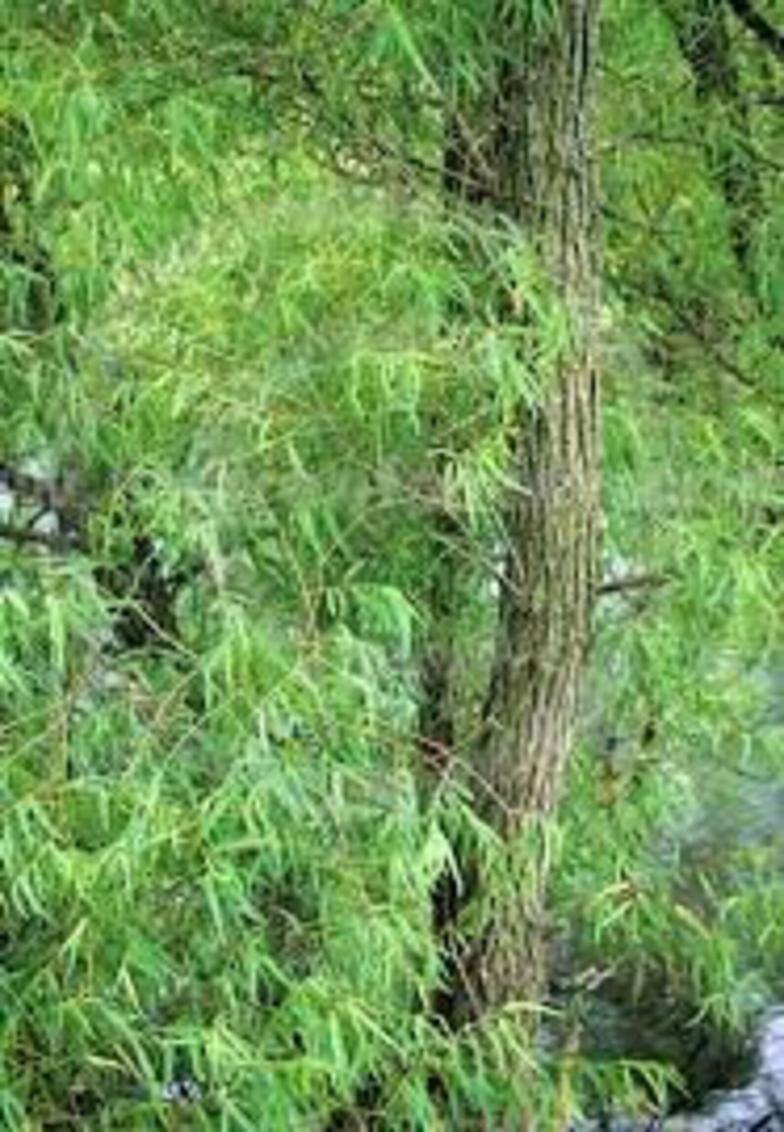 6 Black Willow Tree Cuttings Grow 6 Amercian Willow Trees Etsy UK