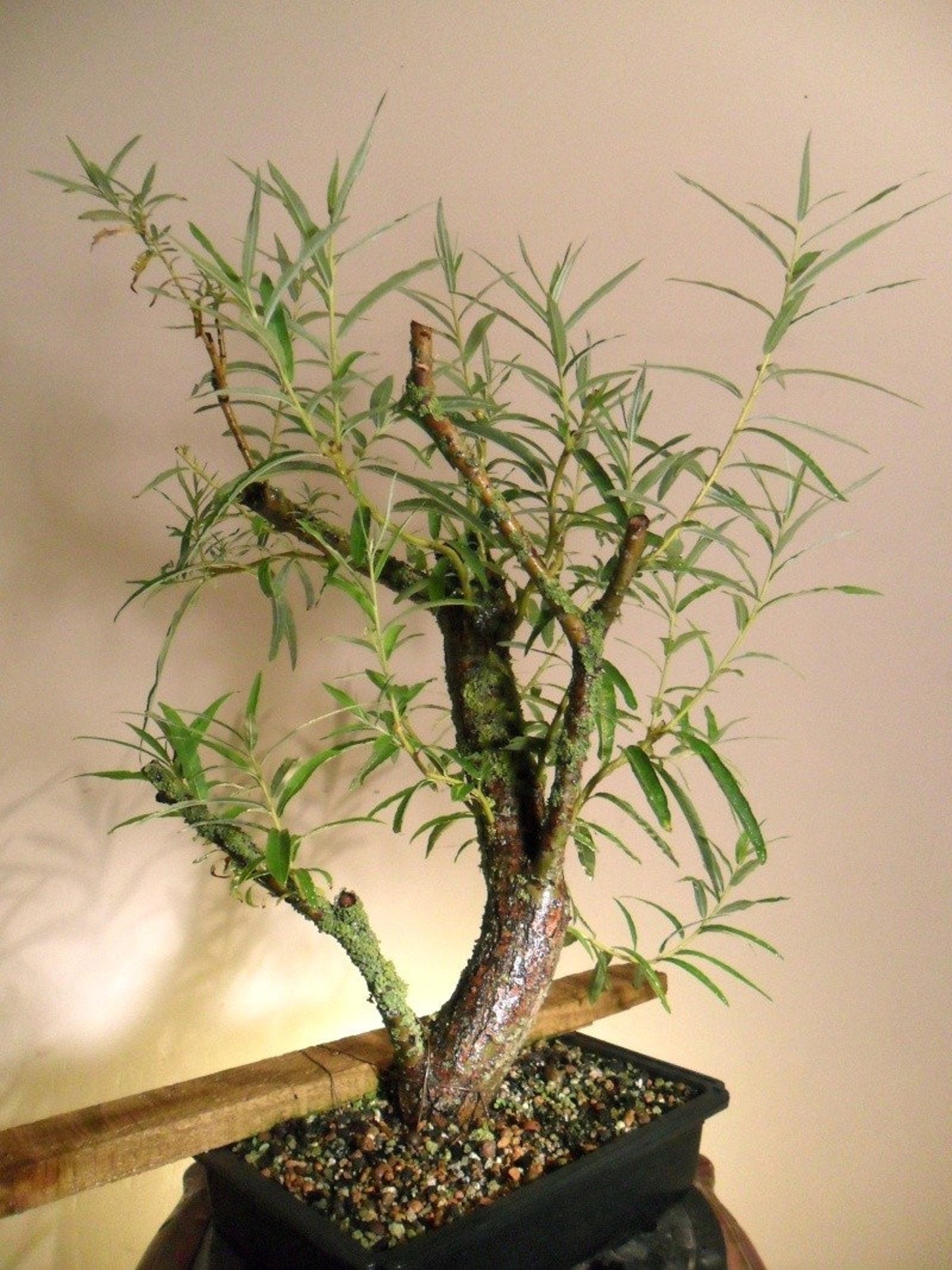 Bonsai Willow Tree Bundle 2 3 Rare Different Willow Bonsai Etsy