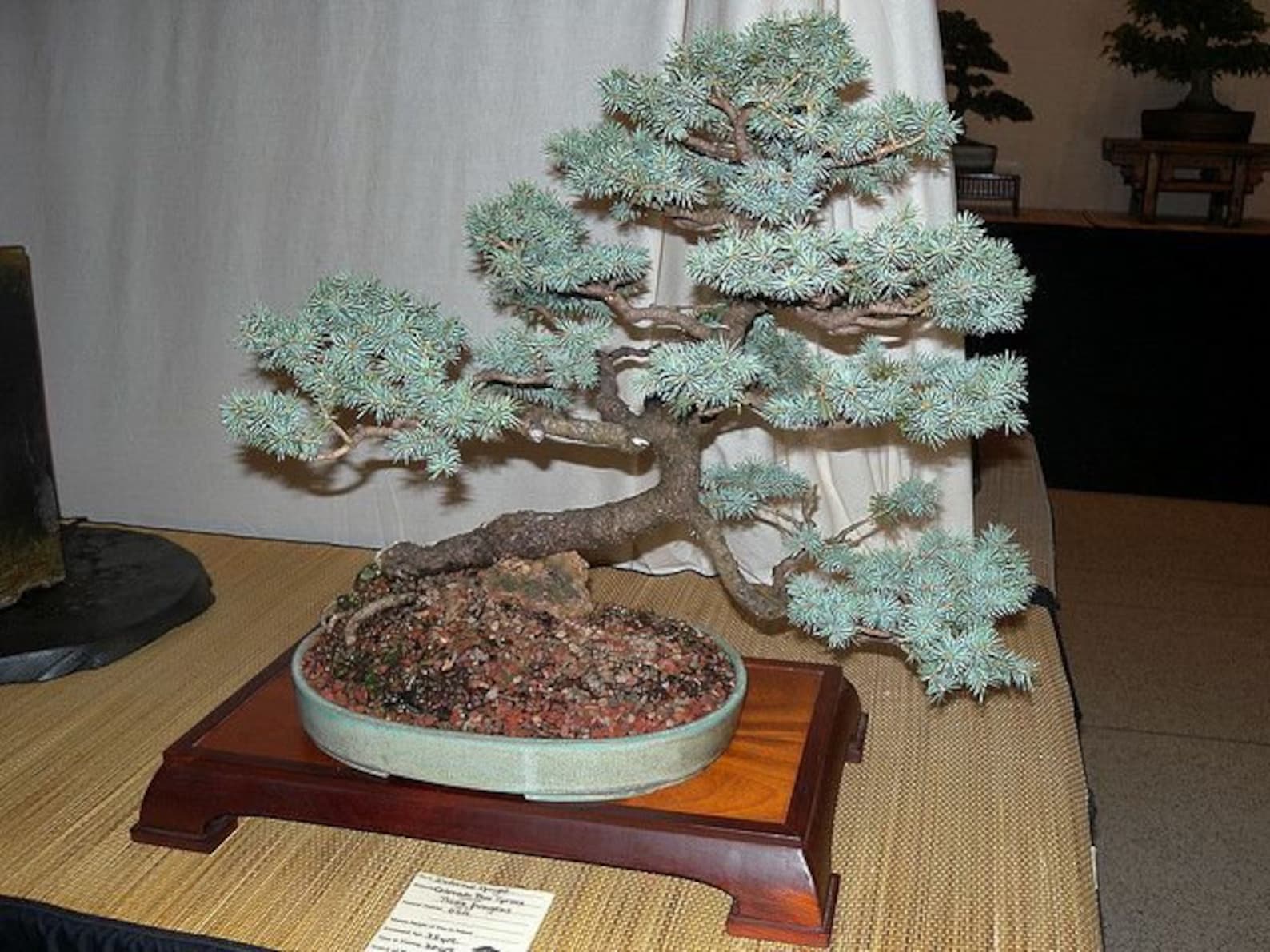 Blue Spruce Bonsai Tree Seeds for Planting 20 Seeds Etsy