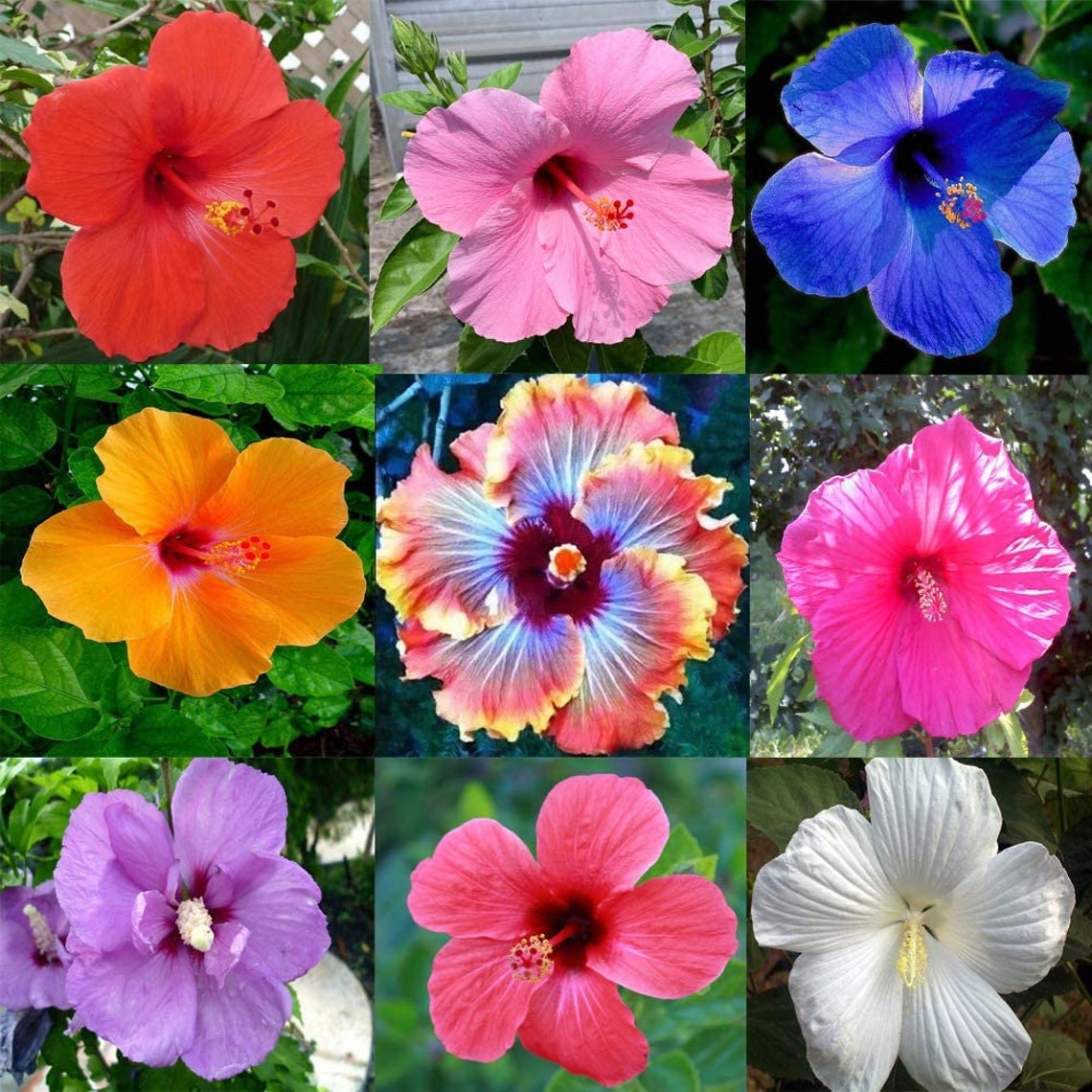 Hibiscus Flower Seeds 100 Mixed Color Seeds for Planting Etsy