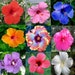 Hibiscus Flower Seeds - 100 Mixed Color Seeds for Planting - Ships from Iowa 