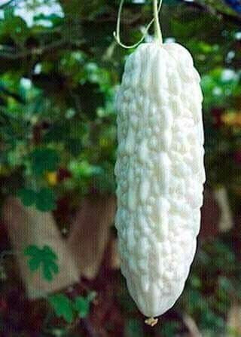 White Bitter Melon Seeds for Planting 10 Seeds Rare and Etsy