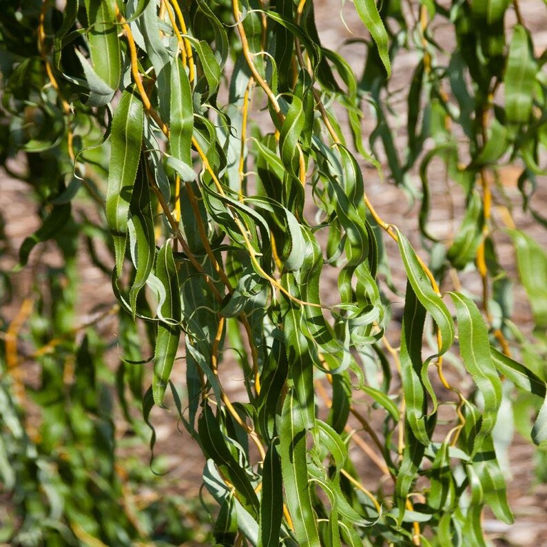 Rare Weeping Golden Curly Willow Tree Cutting Grow a Etsy