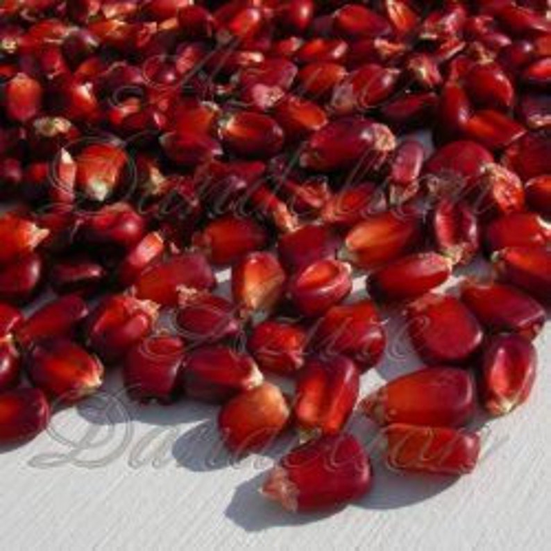 Heriloom Corn Seeds 50 Bloody Butcher Corn Seeds Vibrant Red Indian Corn Home Hobby Gardening Plants Fontane Physio De