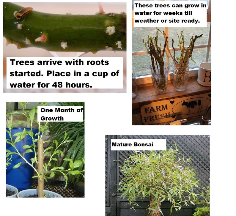 Naturally Round /& Symmetrical Canopy Bonsai Globe Willow Tree Indoor Outdoor Live Bonsai Tree Plant Large Thick Trunk Cutting