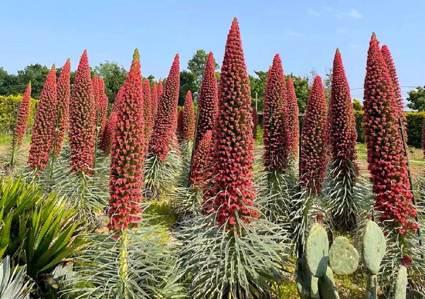 Tower of Jewels Seeds 10 Seeds Echium Wildpretii Rare Etsy