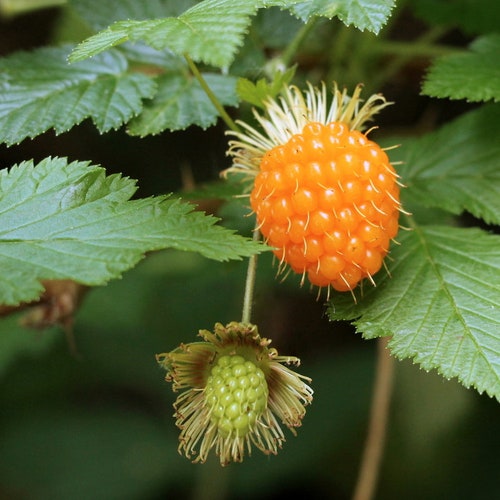 Salmonberry Bush Seeds Rubus Spectabilis Great for Etsy