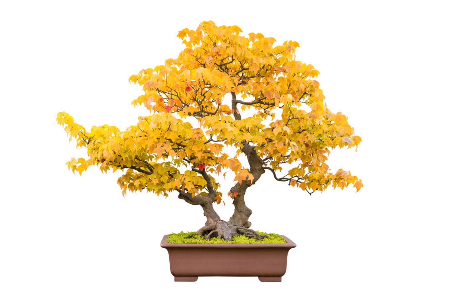 Bonsai Tree Seeds Trident Maple 30 Seeds Highly Prized Etsy