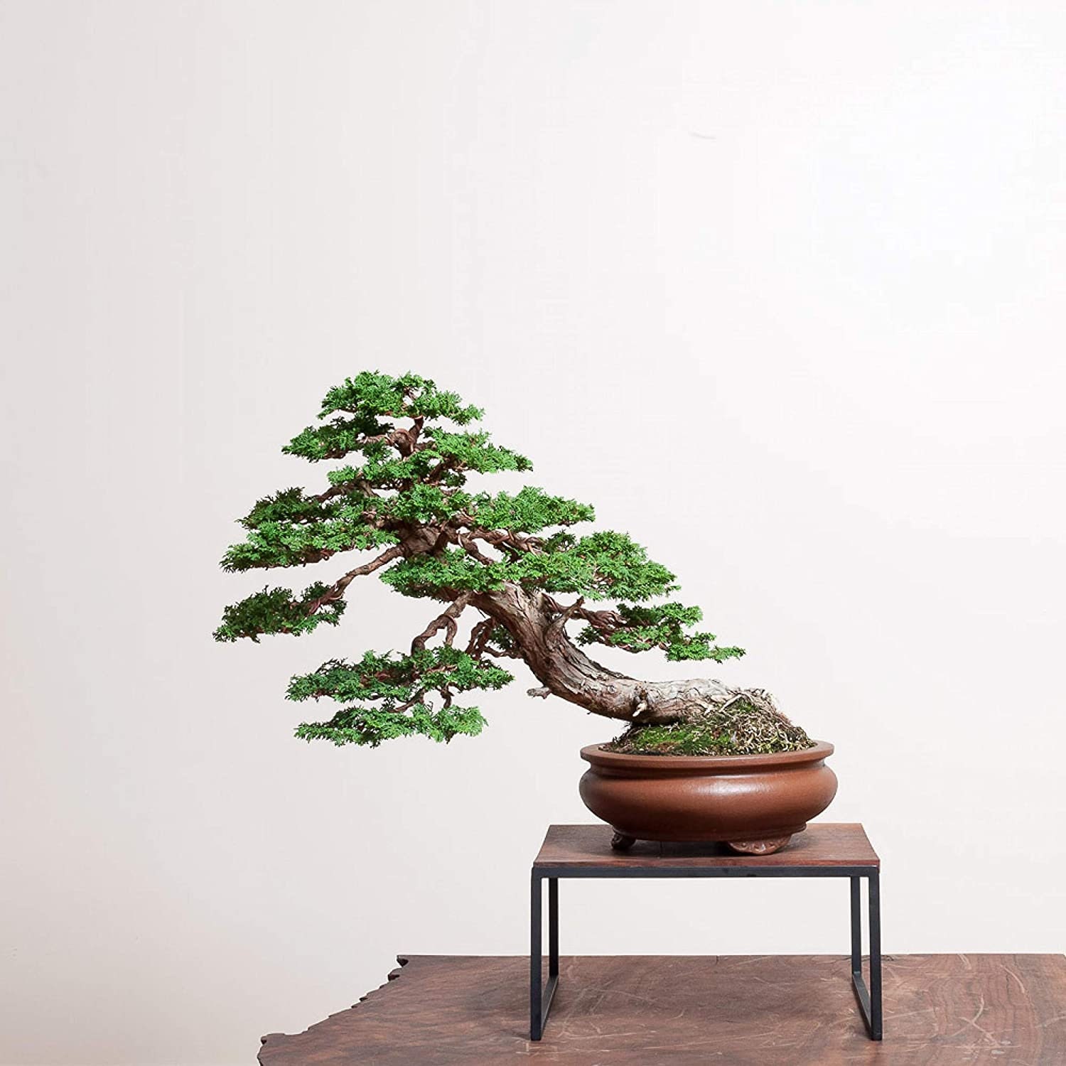Hinoki Cypress Bonsai Tree Seeds 30 Seeds to Grow Etsy