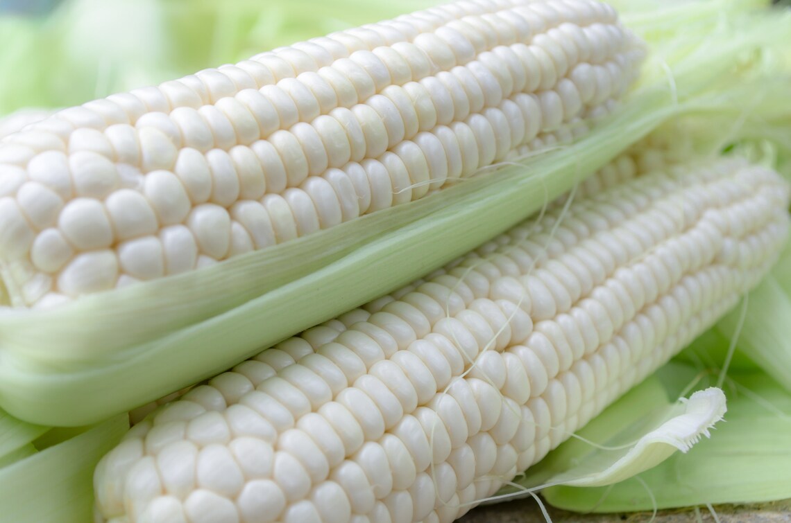 White Corn Seeds for Planting 50 Seeds Top Producer Etsy
