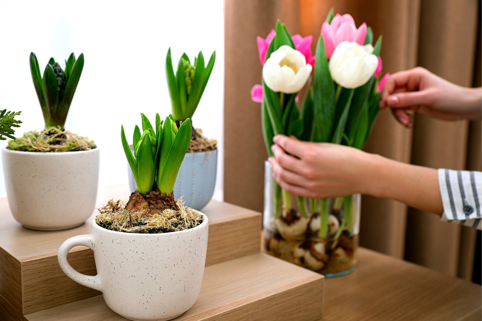 Pre Chilled Tulip Bulbs for Forcing Grow Indoors in Just Etsy