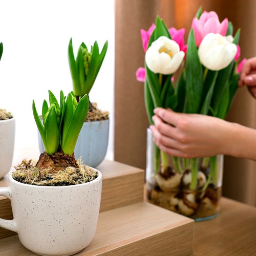 Pre Chilled Tulip Bulbs for Forcing Grow Indoors in Just Etsy
