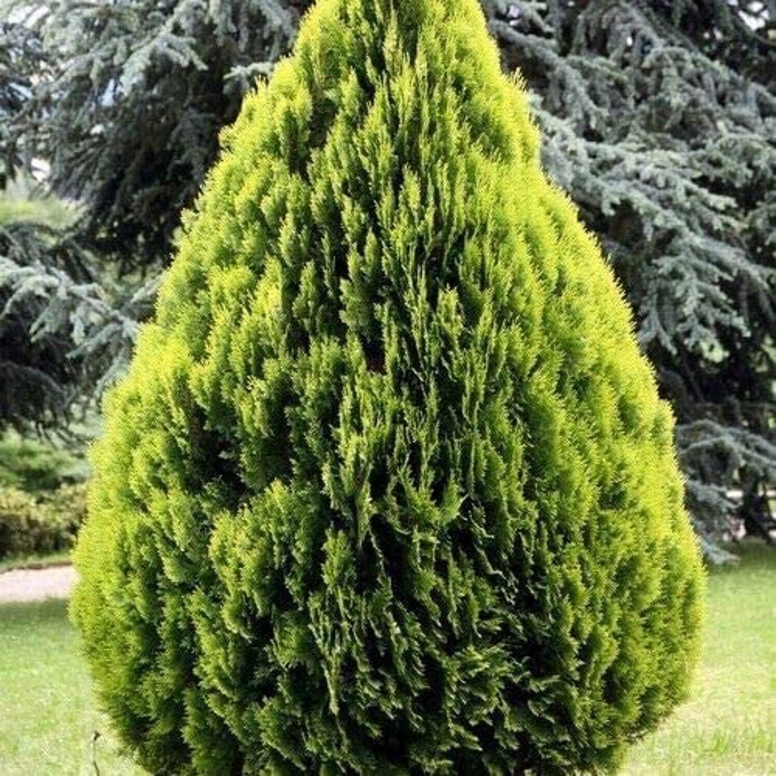 30 Golden Oriental Arborvitae Tree Seeds for Planting Etsy
