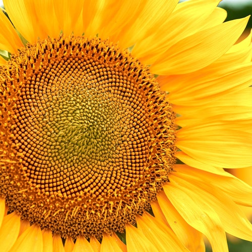 Giant Russian Mammoth Sunflower Seeds to Plant 20 Seeds Etsy