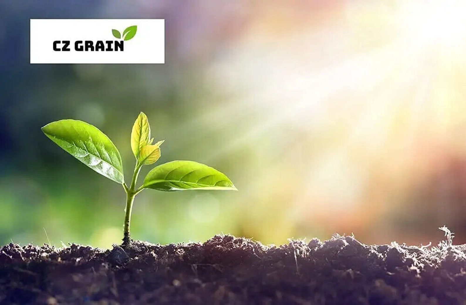 1000 Outdoor Green Carpet Seeds for Planting Rupturewort Etsy