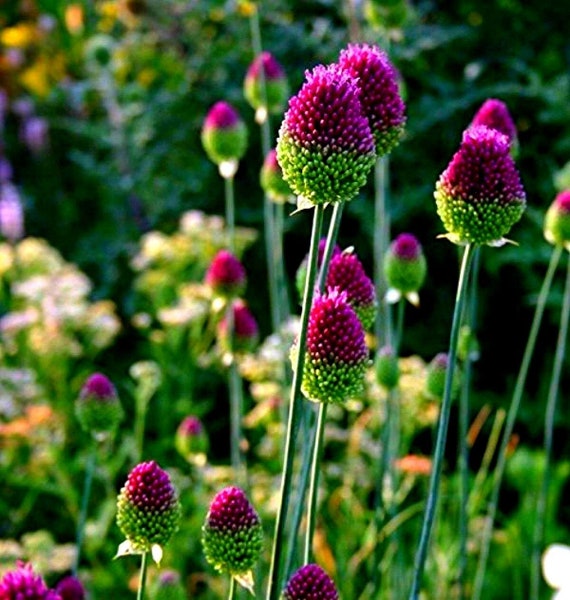 Allium Drumstick Bulbs Stunning Spring Flowering Perennial Etsy