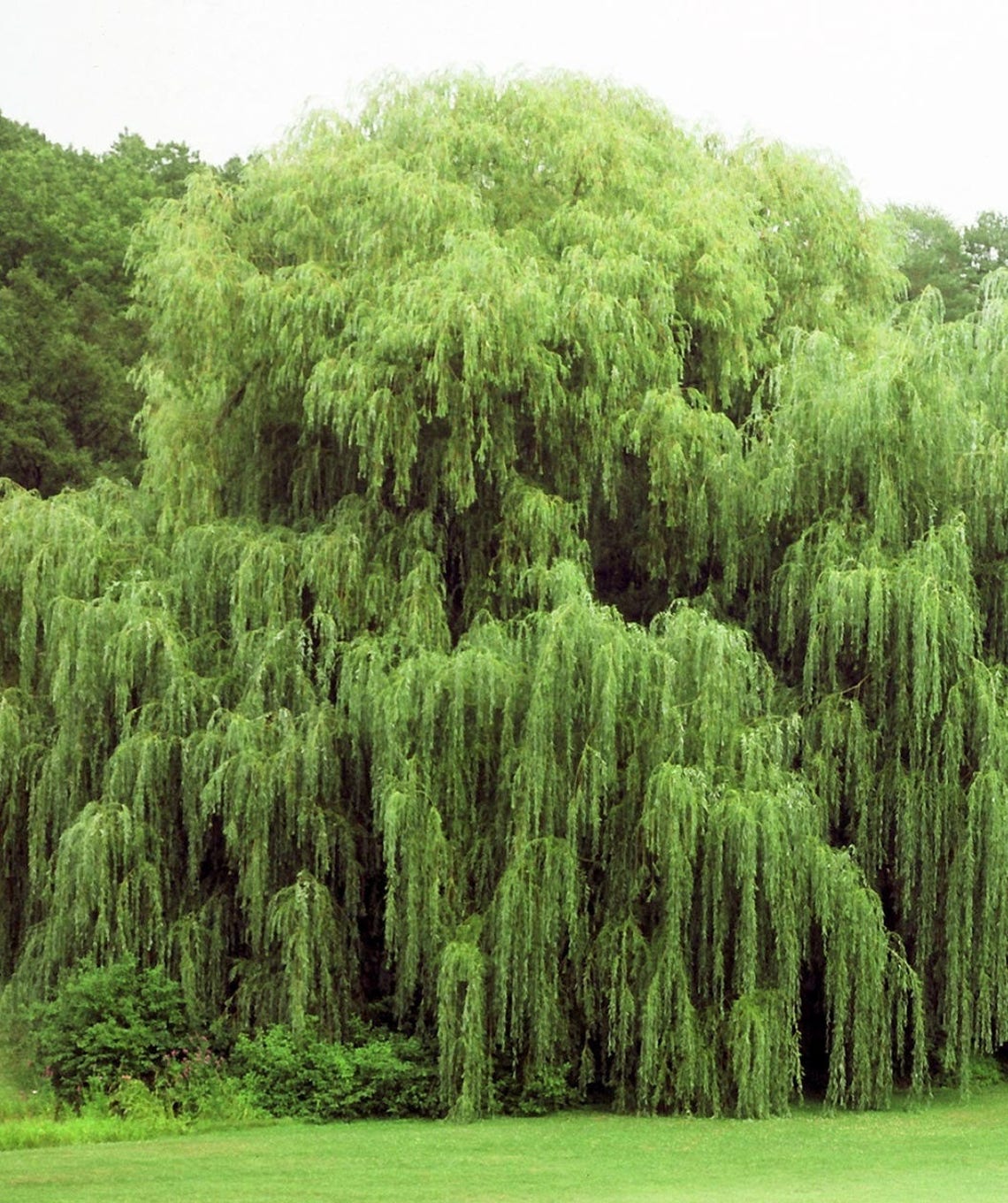 5 Live Willow Tree Plants 2 Weeping Willows 2 Hybrid Etsy Singapore