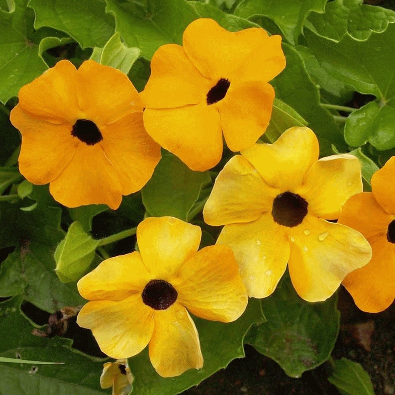 100 Black Eyed Susan Vine Seeds for Planting Exotic Garden Etsy