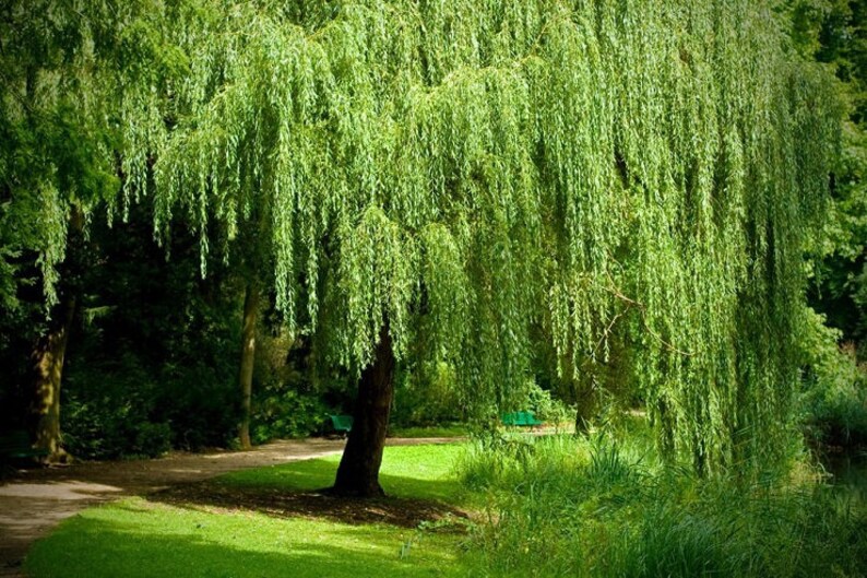 1 Weeping Willow Tree Cutting Guaranteed to Grow excellent Etsy