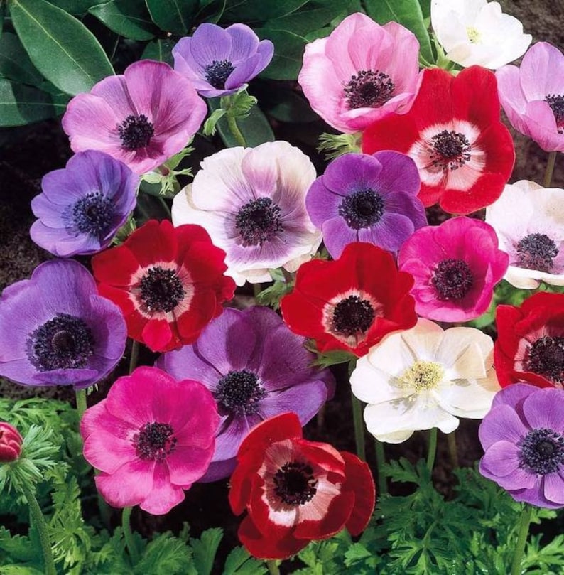 5 Anemone Bulbs for Planting Vibrant and Beautiful