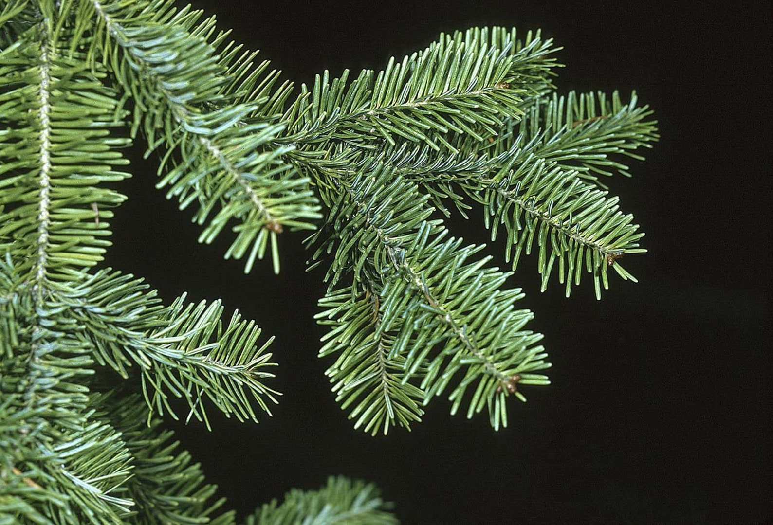 Christmas Tree Seeds for Planting 25 Seeds Balsam Fir Etsy
