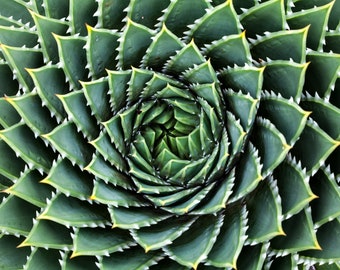 Spiral Aloe Seeds for Planting - 50 Aloe Seeds - Ships from Iowa, USA - Grow Exotic Cacti Succulents