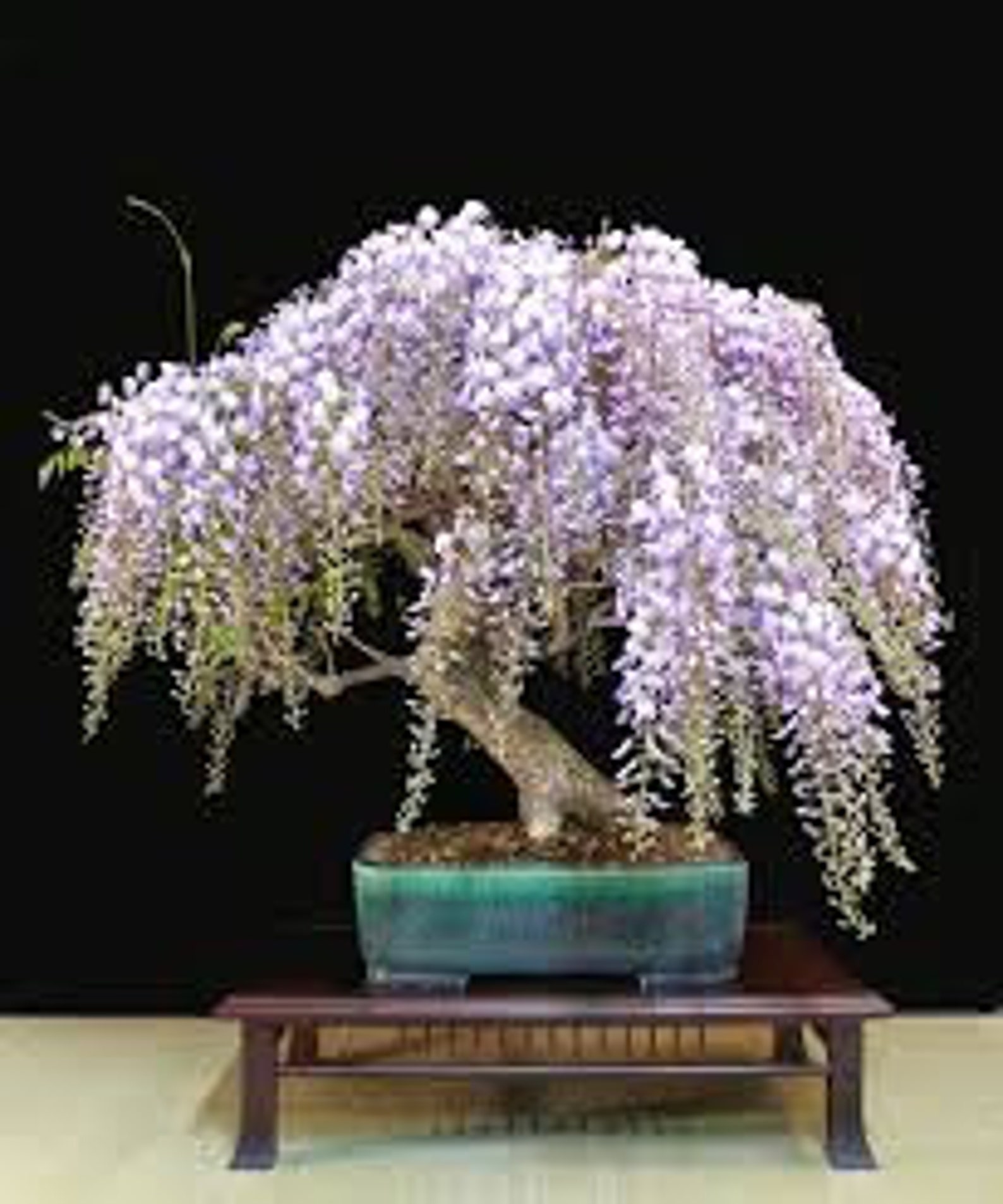 Bonsai Tree Chinese Wisteria Tree Seeds Highly Prized Etsy