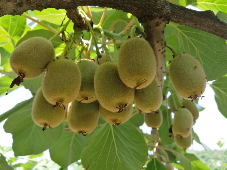Kiwi Tree Seeds for Planting 50 Seeds Actinidia Chinensis Etsy