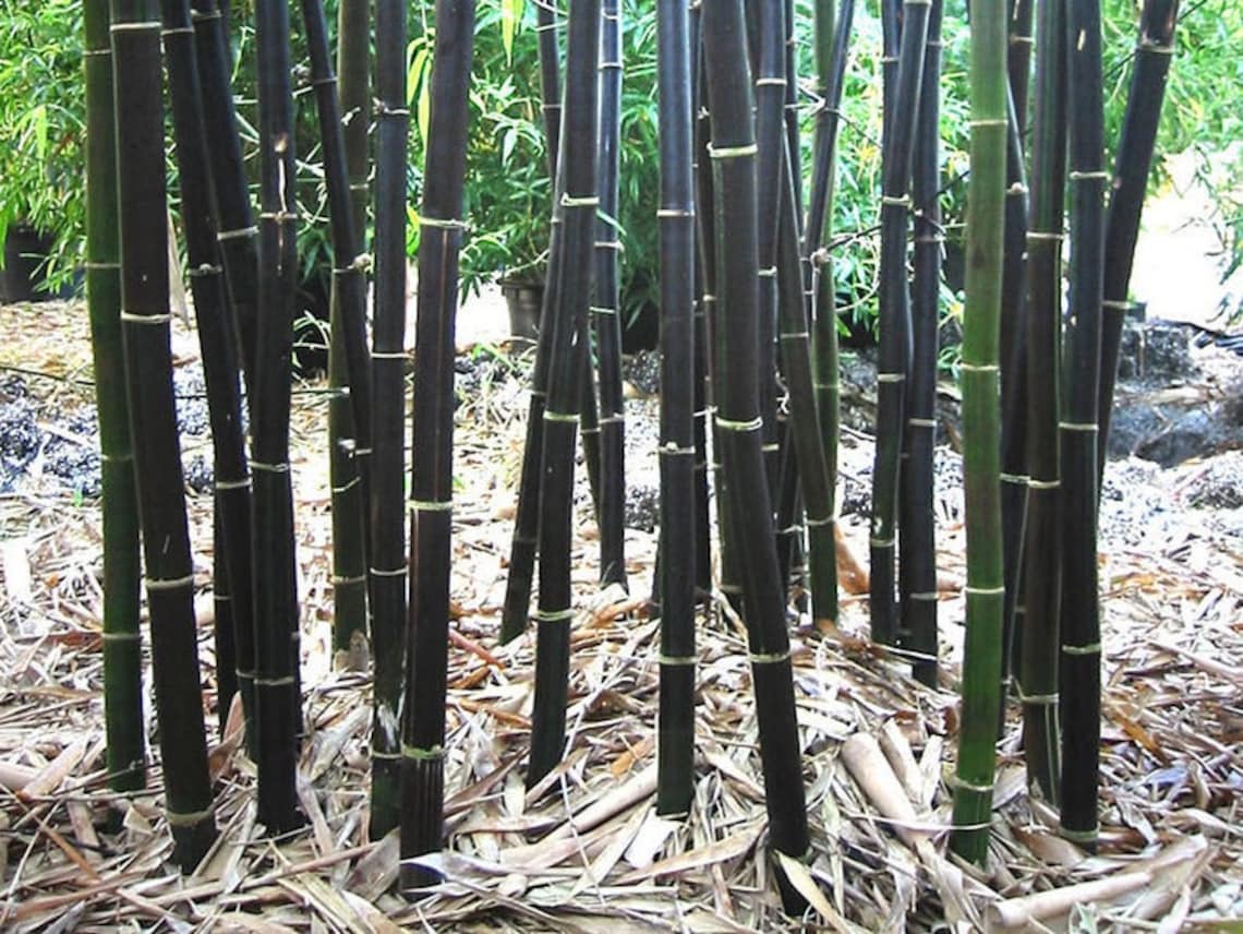 Rare Black Bamboo Seeds for Planting 100 Seeds Grow Black Etsy