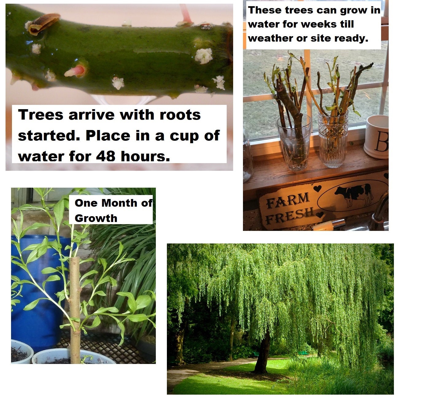 Two Globe Willow Trees Fast Growing Shade or Privacy Get 2 Etsy