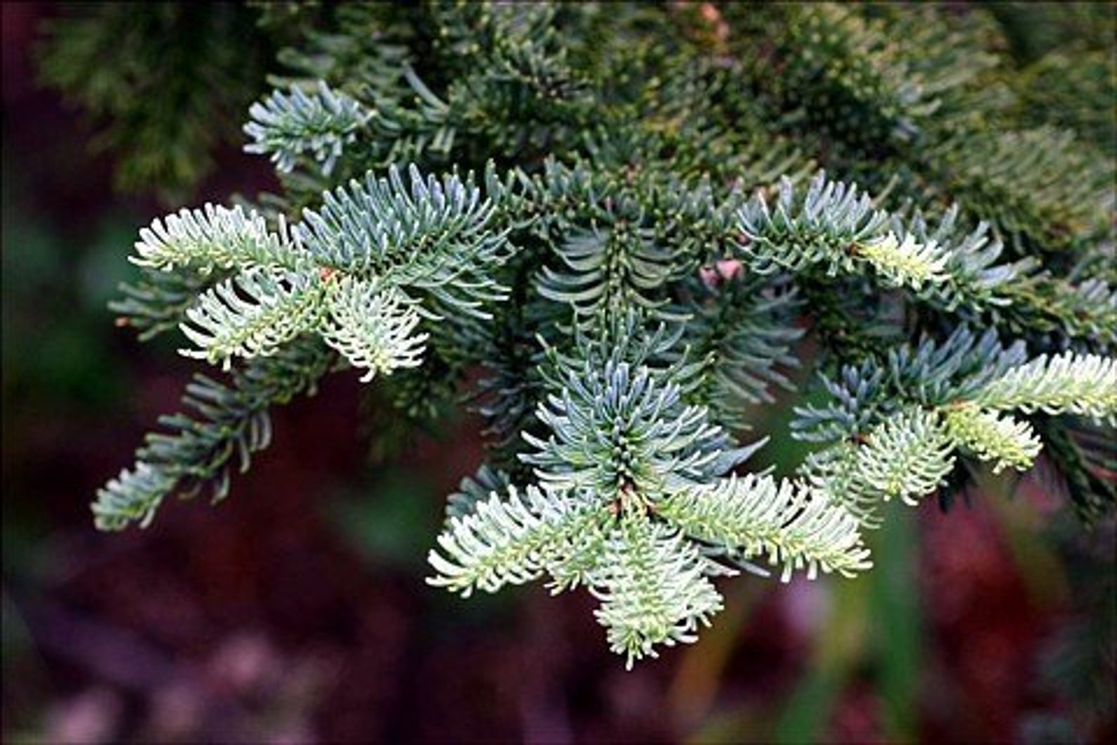 Noble Fir Seeds for Planting 20 Seeds Grow Evergreen Trees Etsy