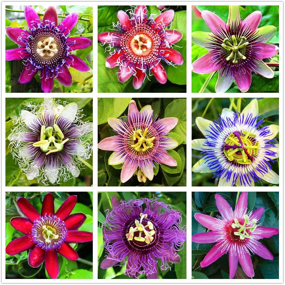 Passion Flower Seeds for Planting - 50+ Seeds - Ships from Iowa, USA - Grow Exotic Passion Flower Vines. Great for Bonsai