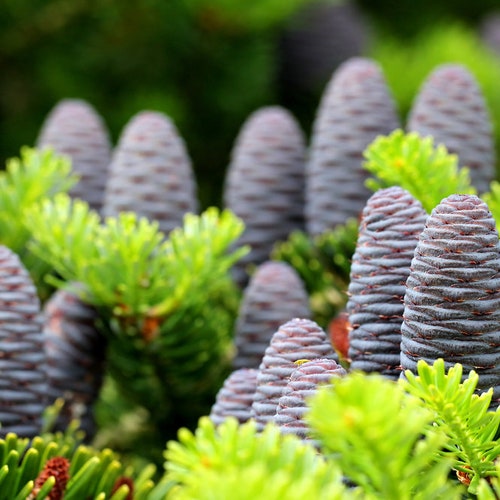 Korean Fir Tree Seeds Prized Blue Cones Ships From Iowa | Etsy
