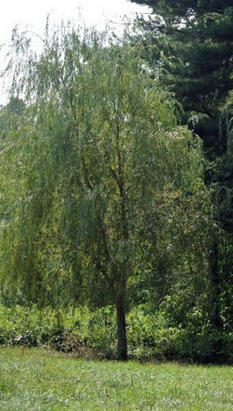 buy wandering willows full version buy wandering willows full version